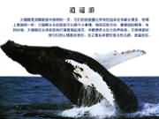 大翅鯨